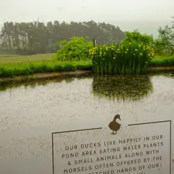  - Duckpond at Tebay services, 2018 Jun 02